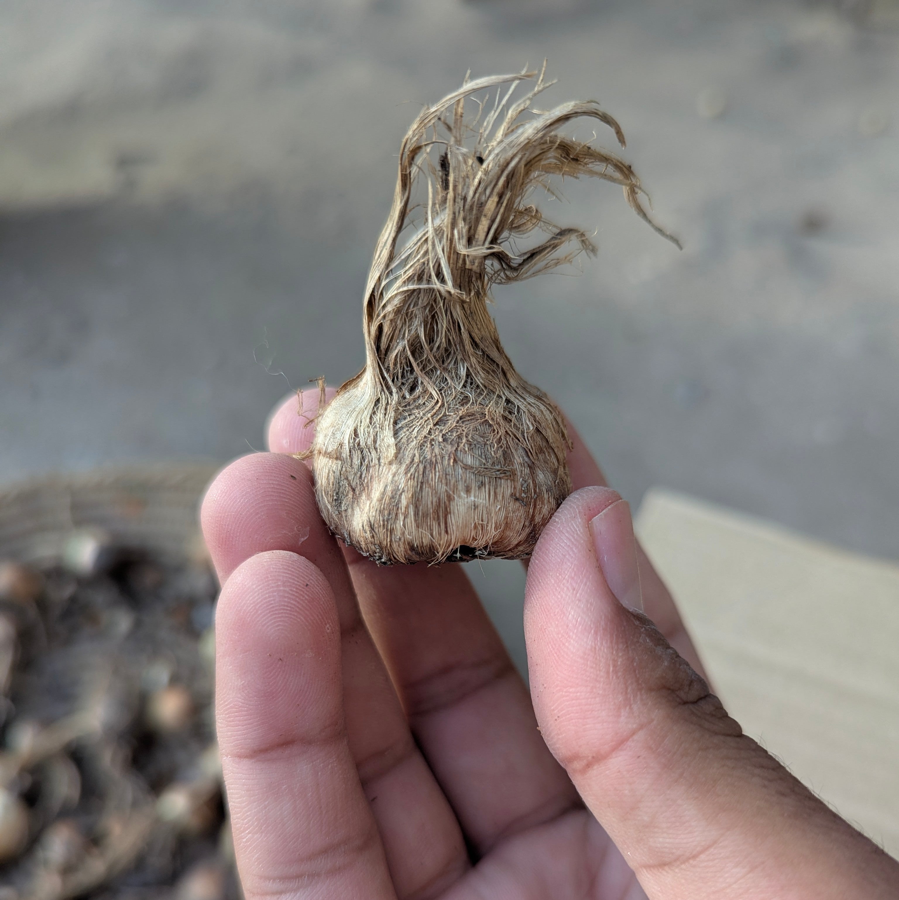 Zafran Big Size bulbs