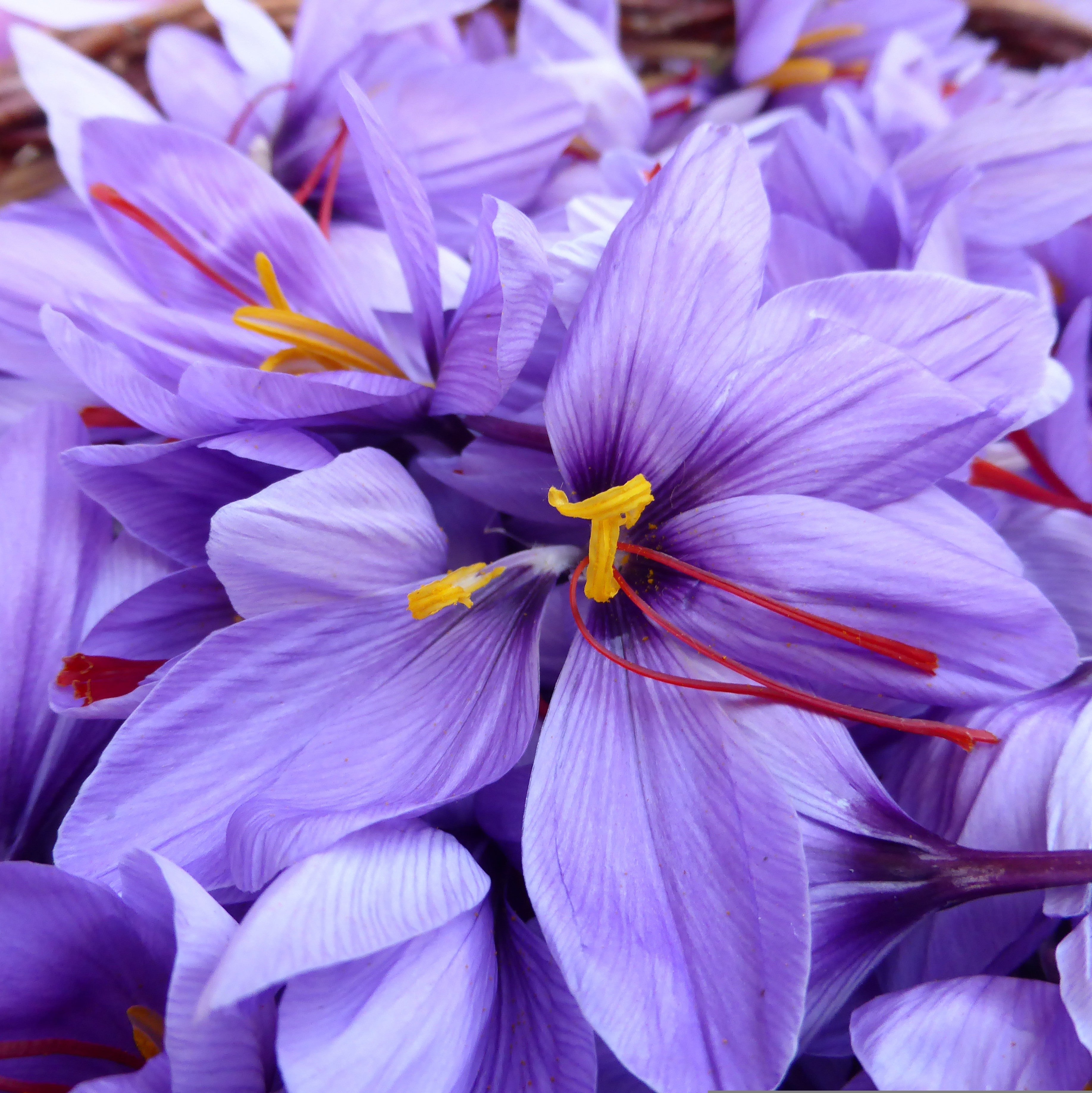 Zafran Big Size bulbs