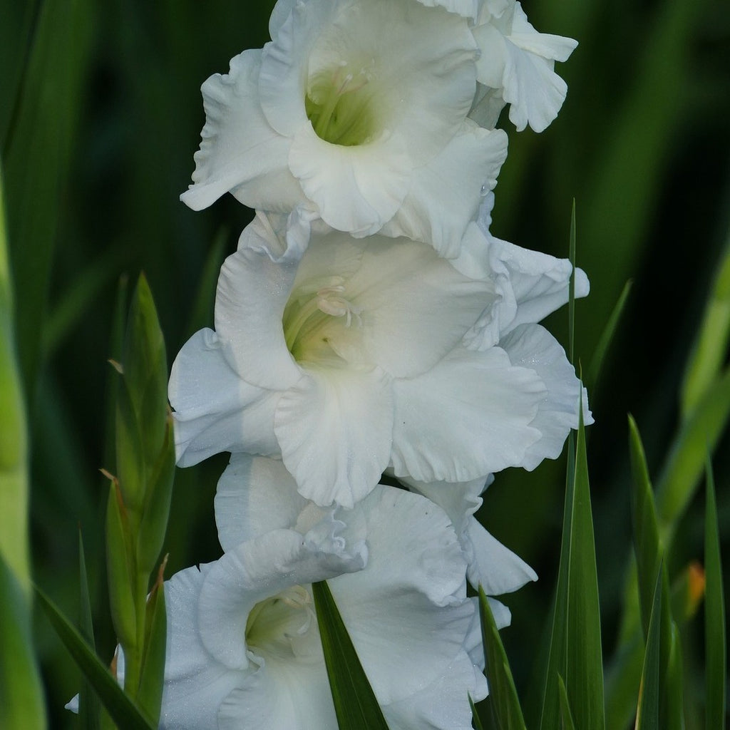 Gladiolus Mixed colors flowers bulbs
