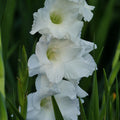 Gladiolus Mixed colors flowers bulbs
