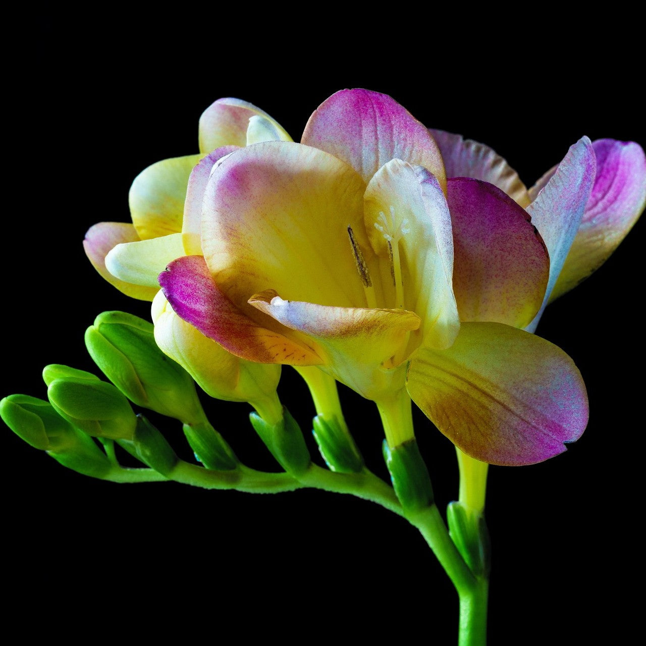 Dutch iris big Size mixed colors flowers bulbs