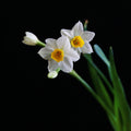 Daffodils Big Size Flowers bulbs