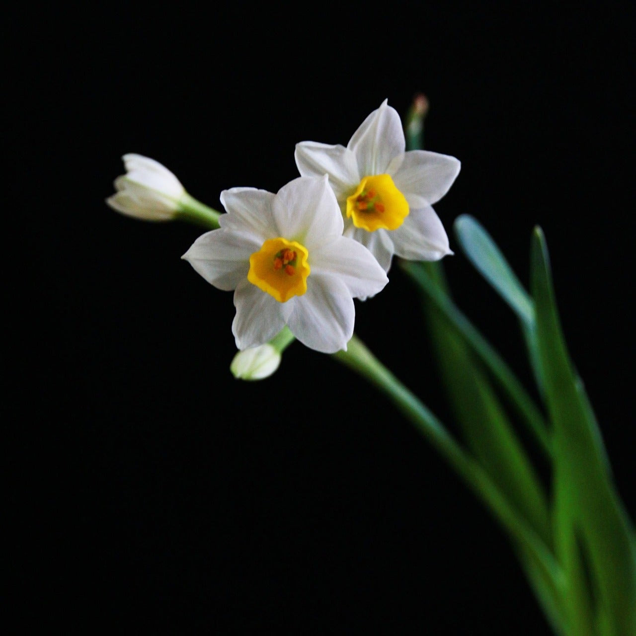 Daffodils Big Size Flowers bulbs