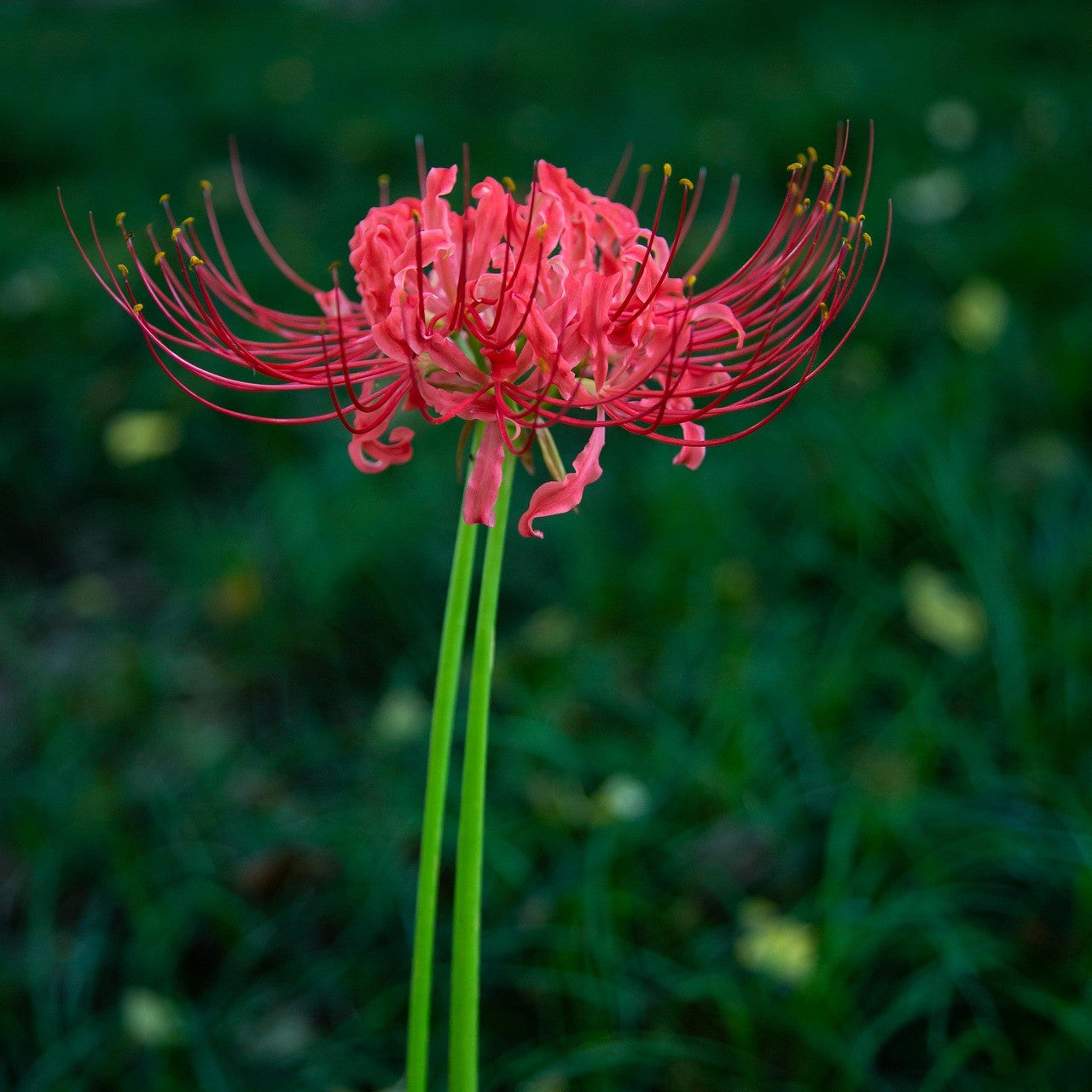 Red Spider Lilly flowers bulbs