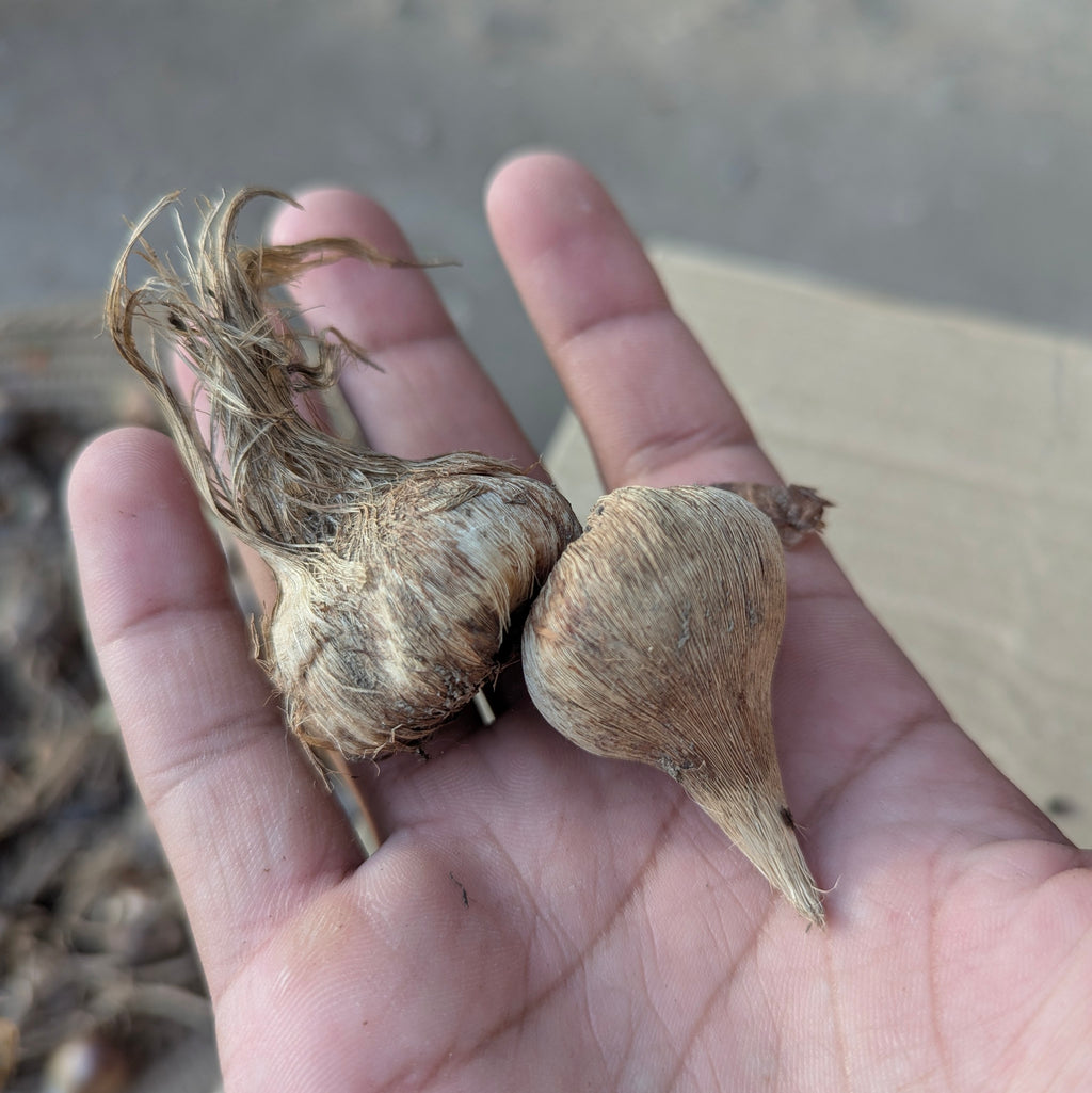 Zafran Big Size bulbs