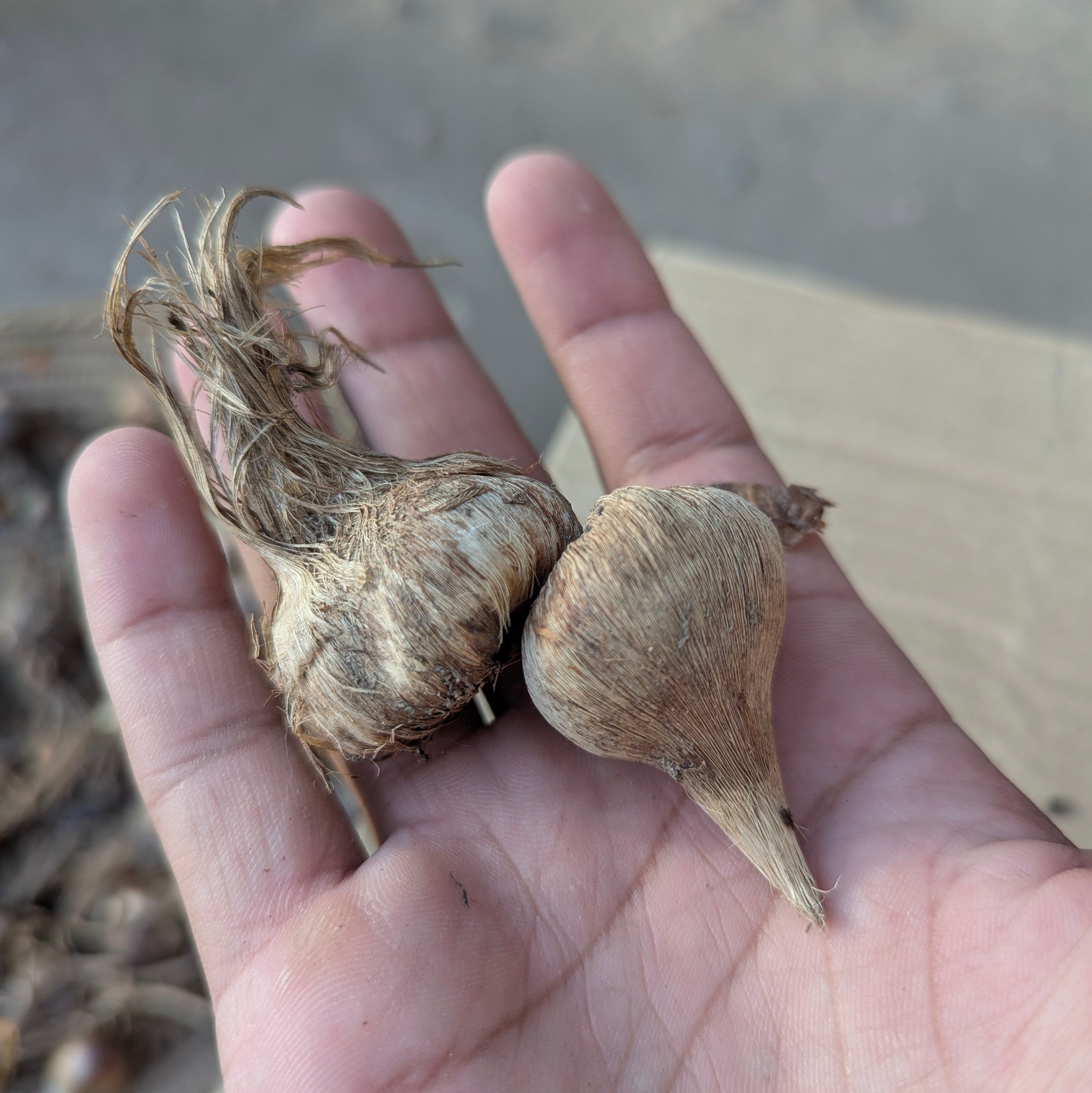 Zafran Big Size bulbs